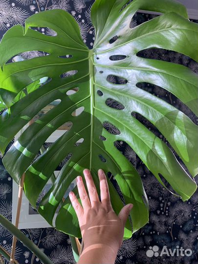 Монстера делициоза 1,4 м