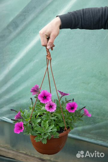 Петунья, Бархатцы