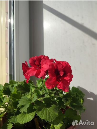 Королевская пеларгония Элеганс френни