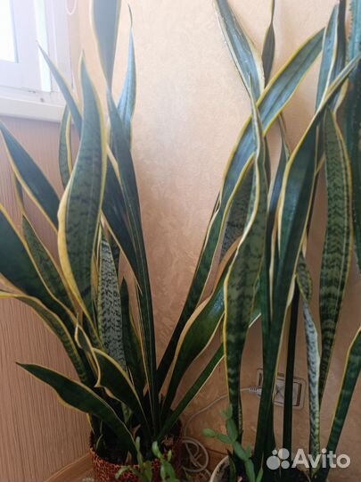 Сансевиерия Тещин язык. Щучий хвост