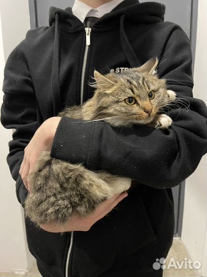 Котенок мышеловка