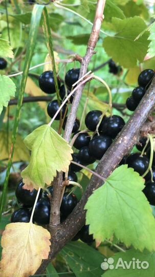Сочная, крупная чёрная смородинка и не только