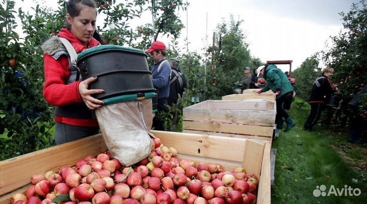 Требуется Разнорабочий по сборке яблок