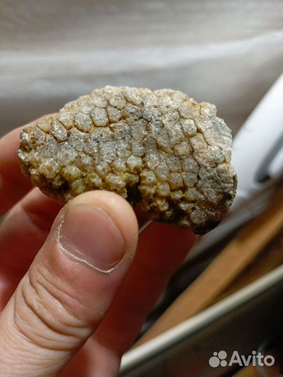 Коралл колониальный