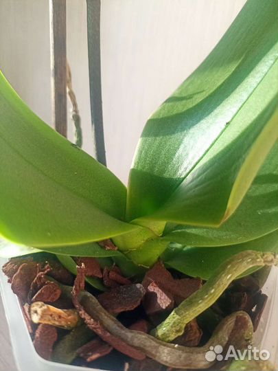 Орхидея фаленопсис бабочка кимоно