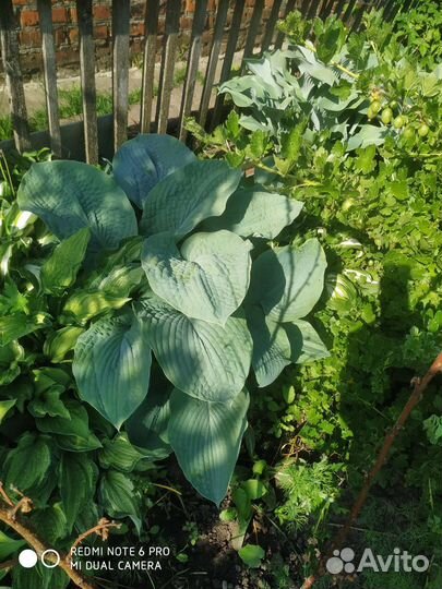 Цветы многолетки