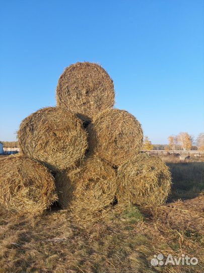 Солома пшеница + суданка