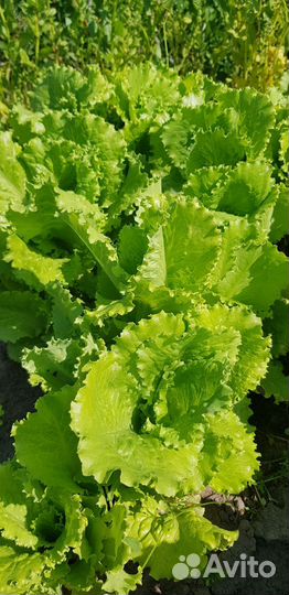 Свежая зелень, ягоды