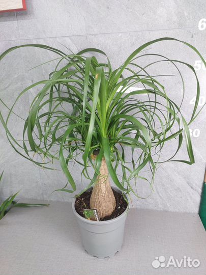 Пальма нолина