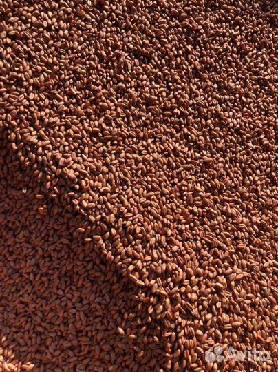 Семена озимой пшеницы