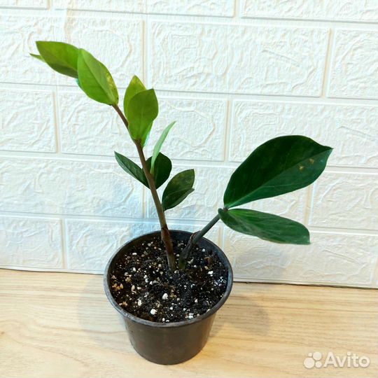 Замиокулькас