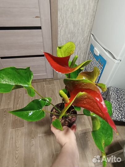 Антуриум динамид ред