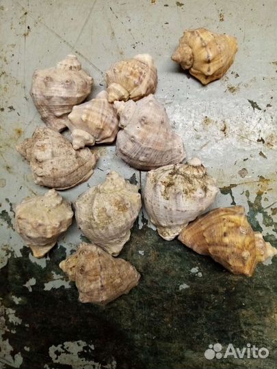 Морские ракушки