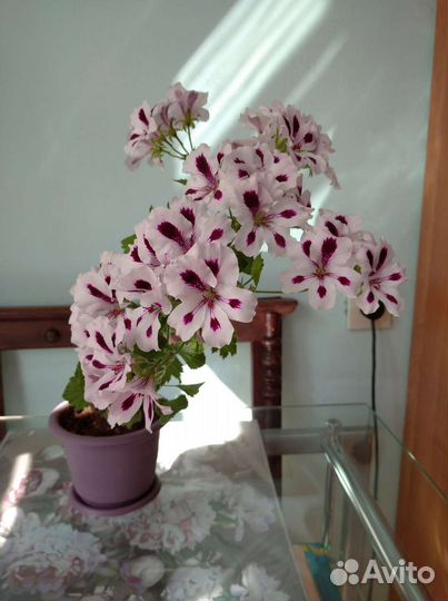 Герань королевская и ампельная