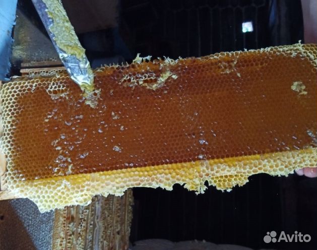 Мёд 24 года натуральный опт