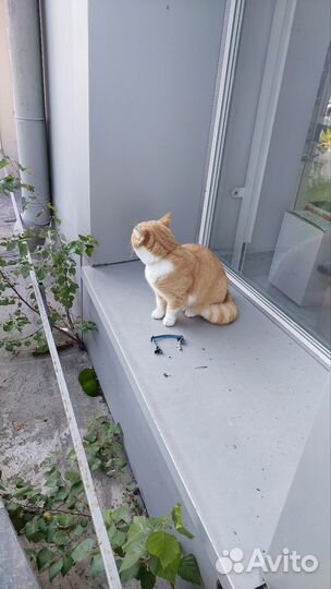 Кот или кошечка