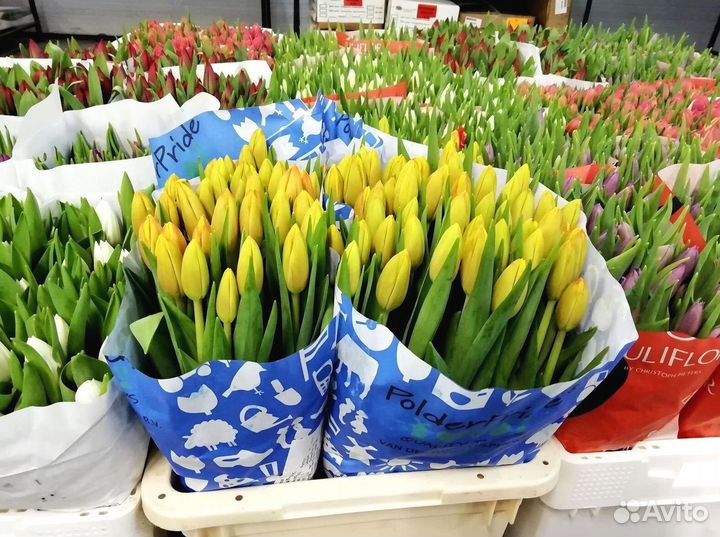 Тюльпаны опт разные цвета