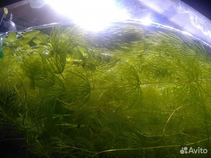 Аквариумные растения