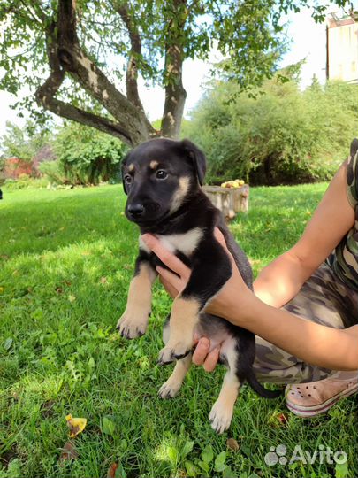 Щенок девочка Грейси в добрые руки