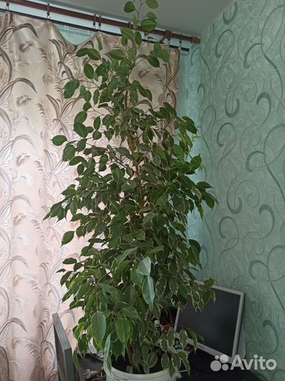 Фикус бенджамина