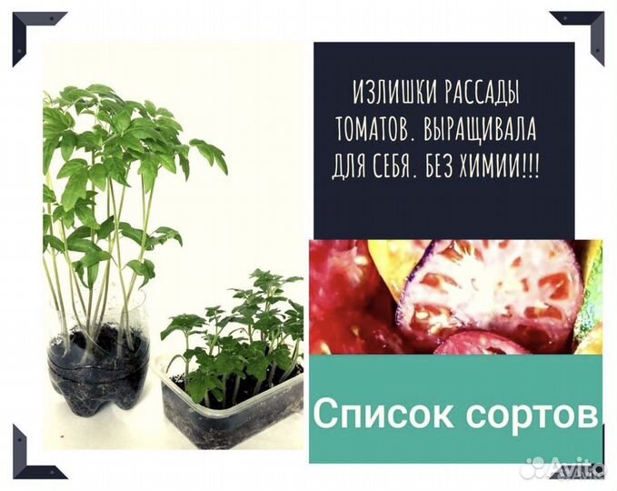 Рассада томатов « Сумасшедшие вишни Барри»