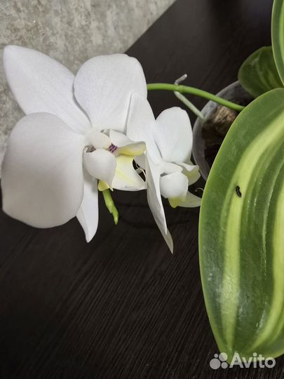 Орхидея фаленопсис
