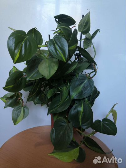 Филодендрон сканденс Бразил