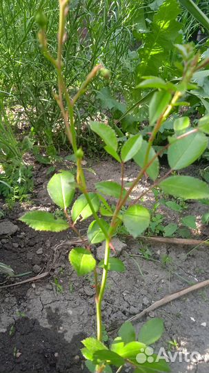 Гипсофила Снежинка и Роза Фейри