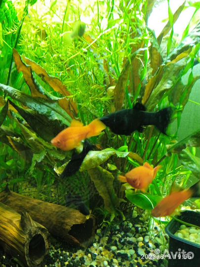 Аквариумные растения