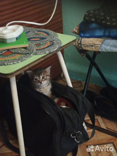 Отдам в добрые руки