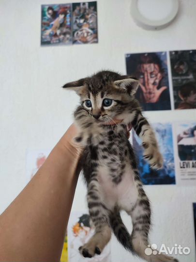 Кошки в добрые руки бесплатно