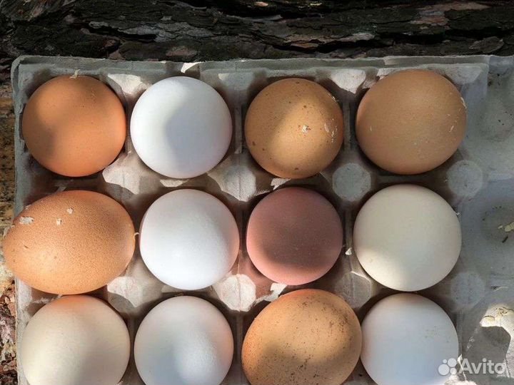 Домашние куриные и перепелиные яйца