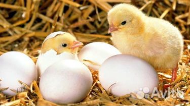 Сборщик яиц муж/жен птицефабрика вахта Невинномысс