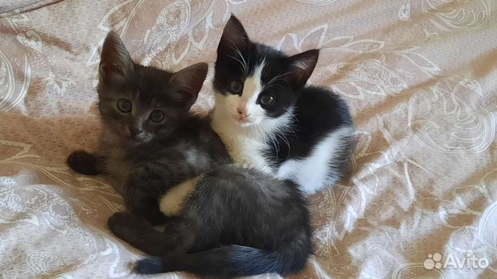 Котенок (остались 2)
