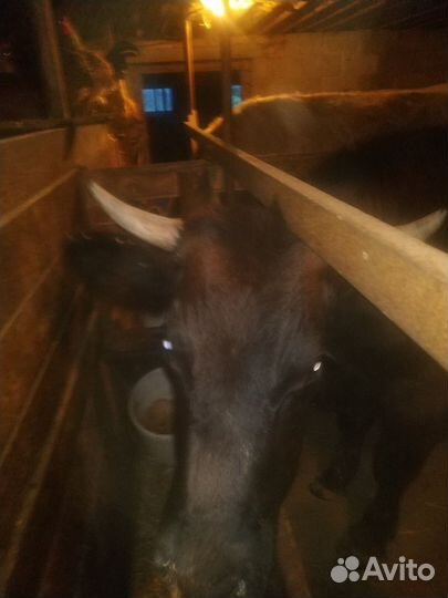 Корова телка