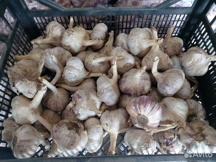 Чеснок 5тонн