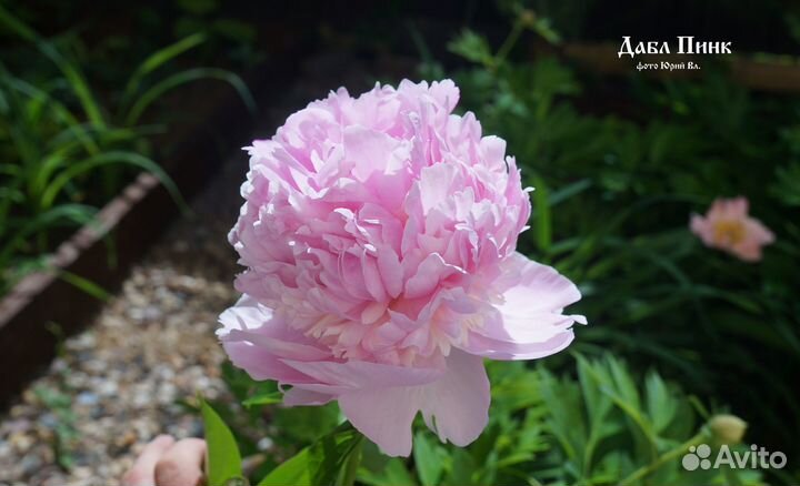 Пионы Мистер Эд, Сорбет, Канари Бриллиантс, Алекс