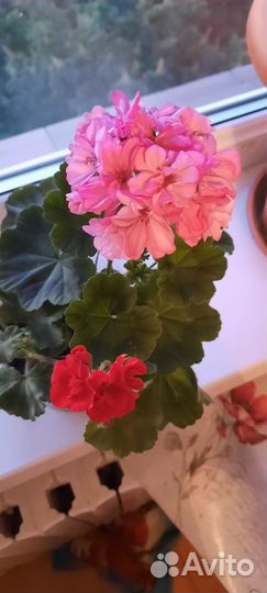 Герань пеларгония