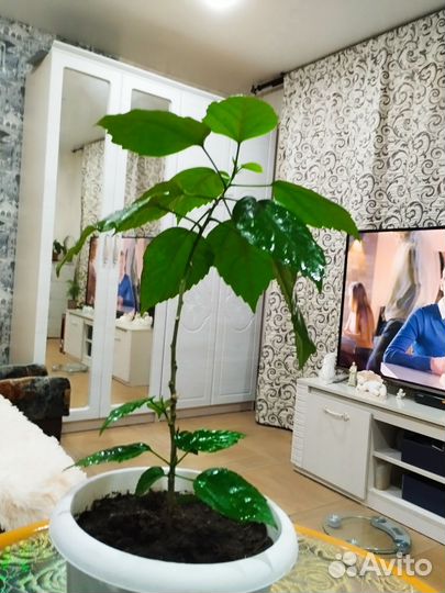 Гибискус китайская роза