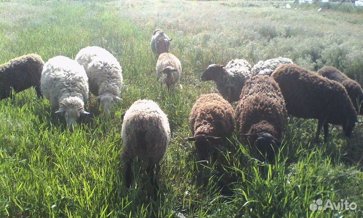 Овцы, бараны, ягнята