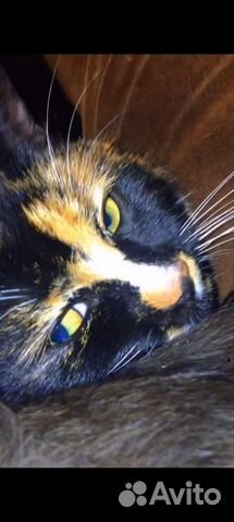 Кошка трехцветка нестандартного раскраска