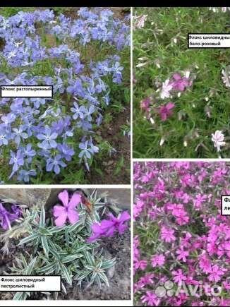 Цветы для сада много