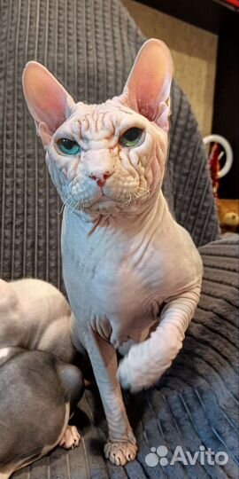 Донской сфинкс