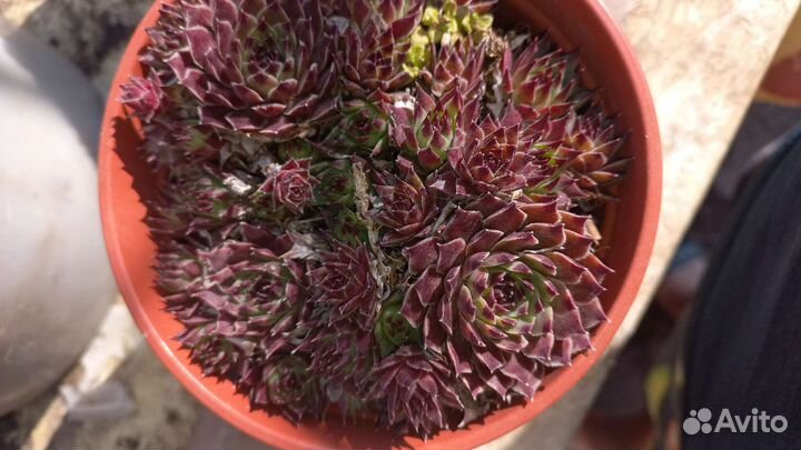 Кактусы и суккуленты