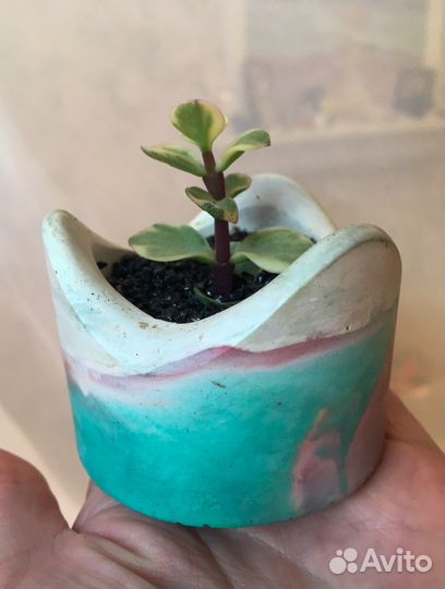 Суккуленты, кактусы в кашпо бетон