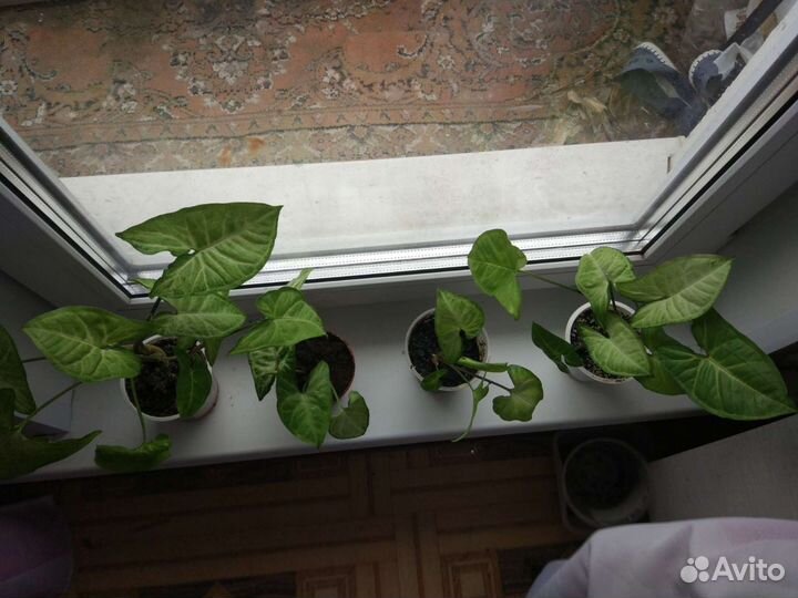 Сингониум Белая Бабочка, Pink Neon Пинк Неон