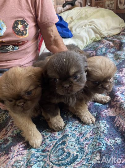 Щенки пекинеса