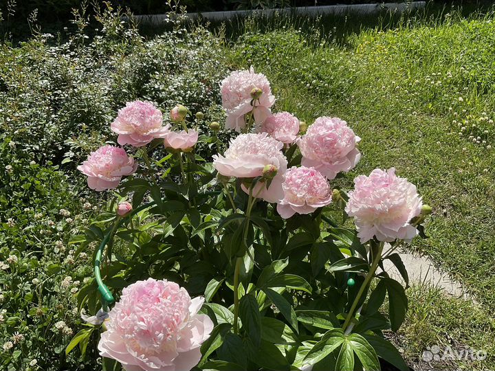 Пионы сортовые.Розовые