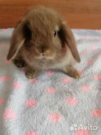 Кролики малыши вислоухие декоративные