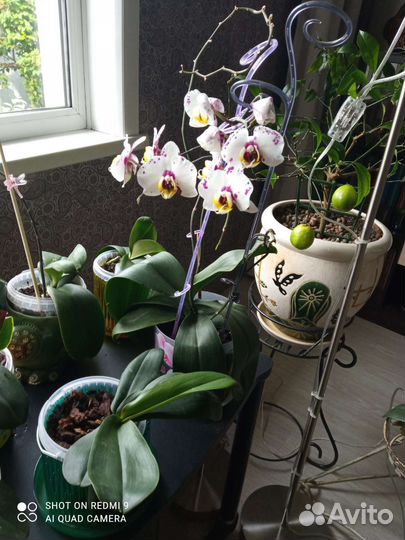 Орхидея